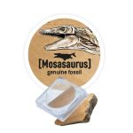 BUKI Dínó csontváz felfedező készlet T-Rex BUKI